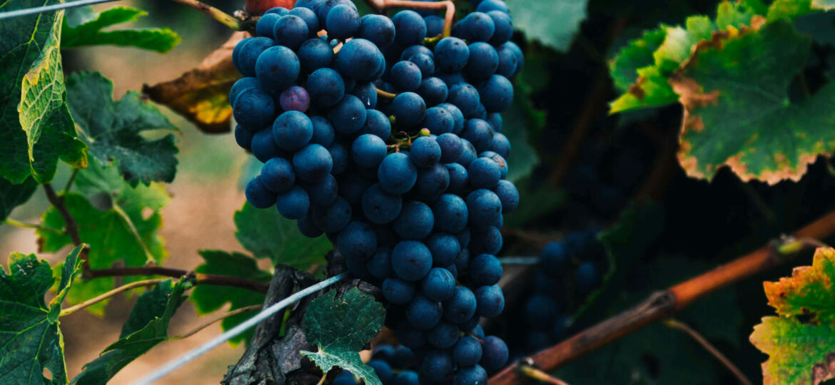 beauty-of-winemaking