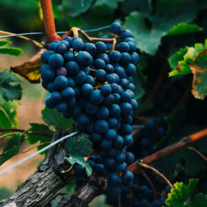 beauty-of-winemaking